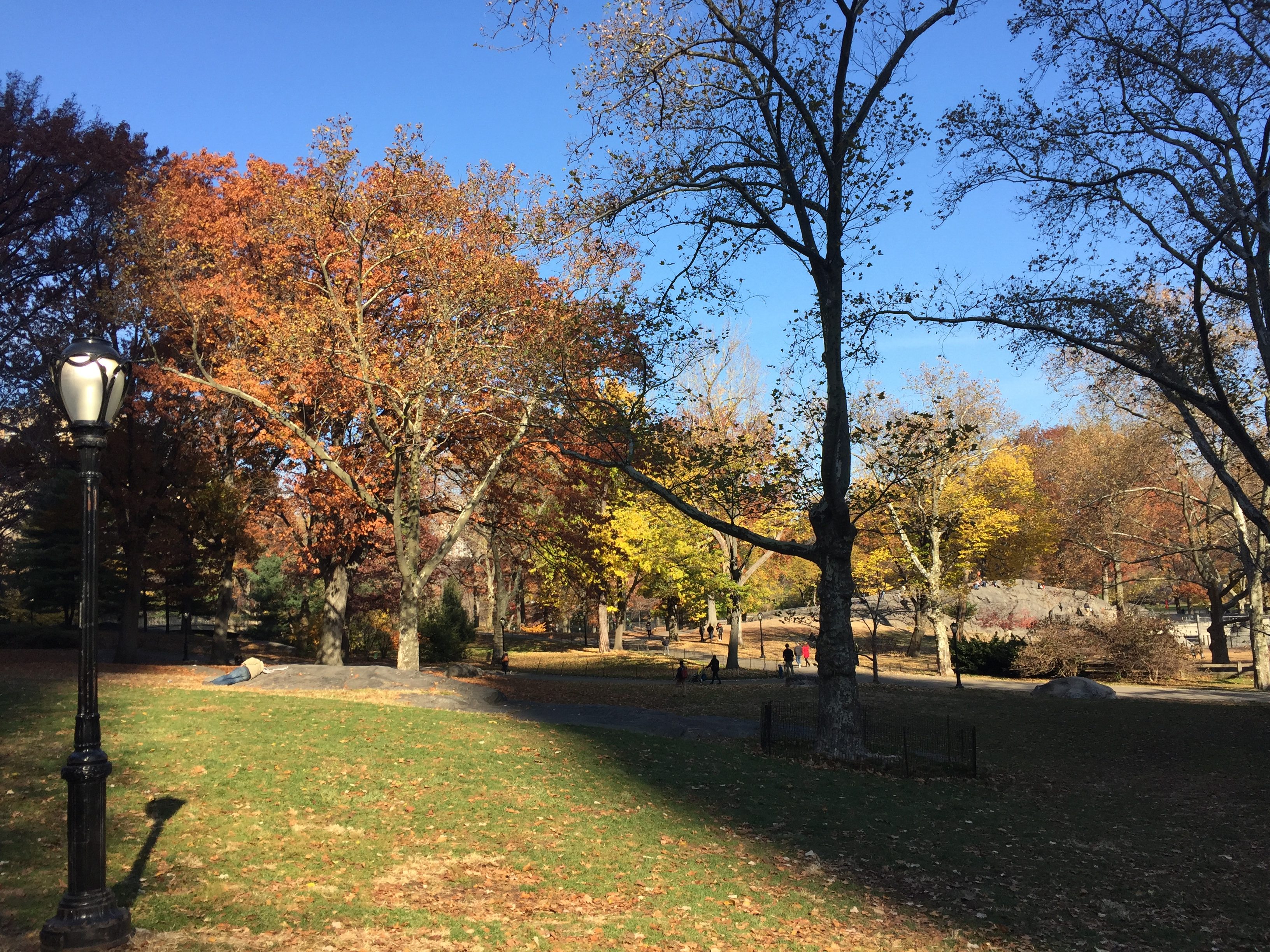 Lawn in Central Park