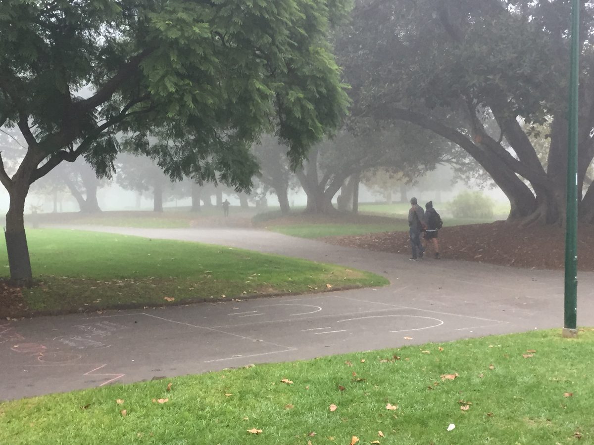 A foggy park