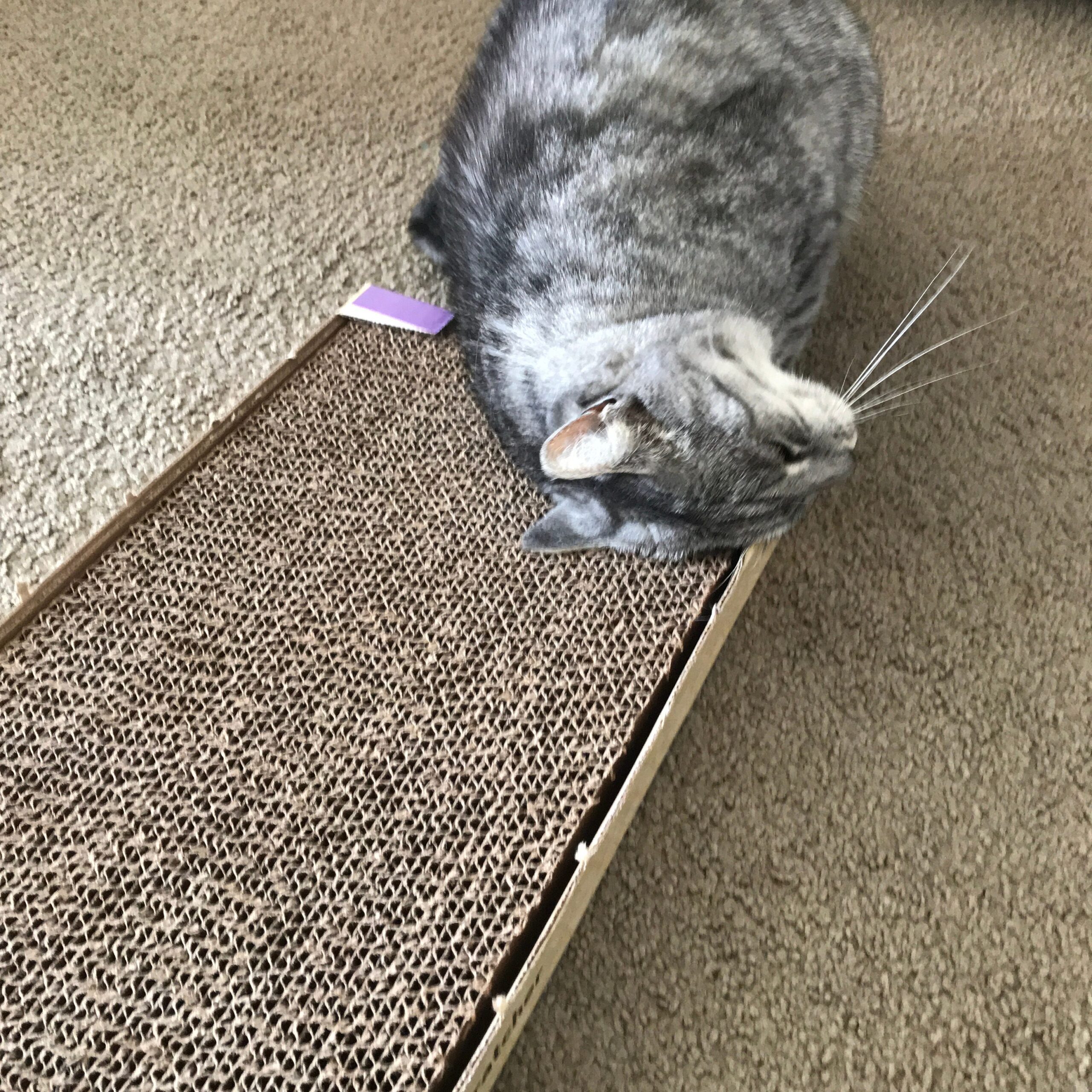 Cat rubbing its head against a cat scratching pad.