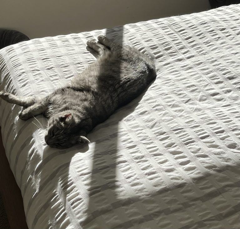 A cat lying on a bed in full sun