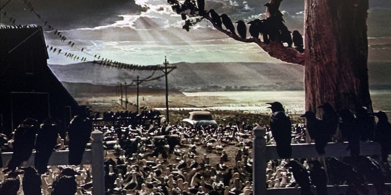A still from the final scene of Alfred Hitchcock's The Birds. Thousands of birds sit on fences, buildings, in trees and on the ground as a car drives away in the background.